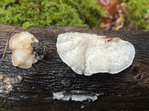  ( - FDS-CA-07419)  @11 [ ] by-nc (2024) Dean Lyons Fungal Diversity Survey