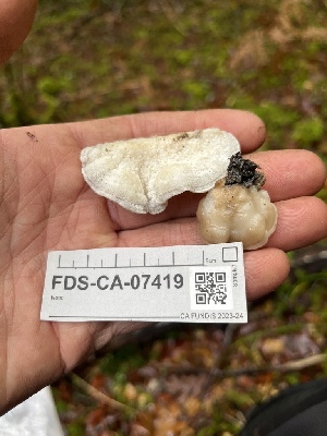  ( - FDS-CA-07419)  @11 [ ] by-nc (2024) Dean Lyons Fungal Diversity Survey