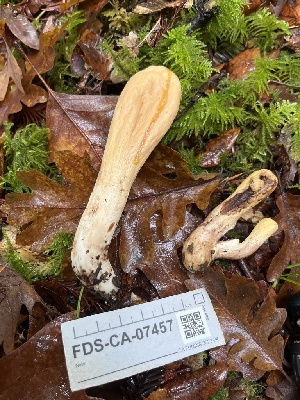  ( - FDS-CA-07457)  @11 [ ] by-nc (2024) Dean Lyons Fungal Diversity Survey