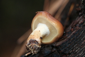  ( - FDS-CA-07557)  @11 [ ] c (2024) Marinna Grijalva Fungal Diversity Survey