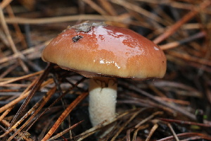  ( - FDS-CA-07557)  @11 [ ] c (2024) Marinna Grijalva Fungal Diversity Survey