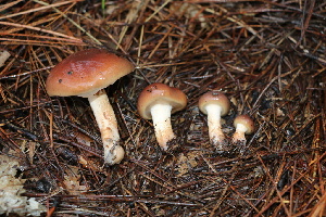  ( - FDS-CA-07557)  @11 [ ] c (2024) Marinna Grijalva Fungal Diversity Survey