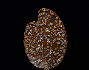  ( - FDS-CA-06660)  @11 [ ] by (2024) Justin Paulin Fungal Diversity Survey