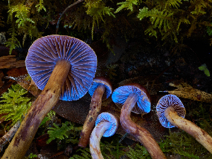  ( - FDS-CA-06664)  @11 [ ] by (2024) Justin Paulin Fungal Diversity Survey