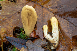  ( - FDS-CA-07457)  @11 [ ] by-nc (2024) Dean Lyons Fungal Diversity Survey