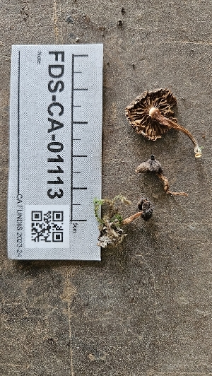  ( - FDS-CA-01113)  @11 [ ] by-nc (2024) Thea Chesney Fungal Diversity Survey