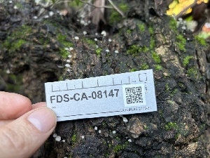  ( - FDS-CA-08147)  @11 [ ] by-nc (2024) Damon Tighe Fungal Diversity Survey