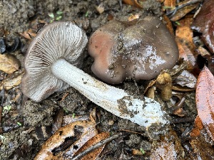  (Entoloma sp. CA73 - FDS-CA-08132)  @11 [ ] by-nc (2024) Damon Tighe Fungal Diversity Survey