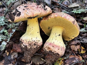  (Butyriboletus querciregius - FDS-CA-08135)  @11 [ ] by-nc (2024) Damon Tighe Fungal Diversity Survey