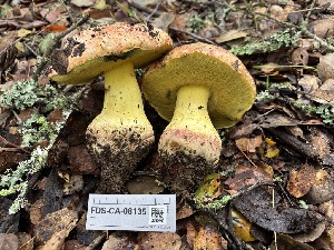  ( - FDS-CA-08135)  @11 [ ] by-nc (2024) Damon Tighe Fungal Diversity Survey