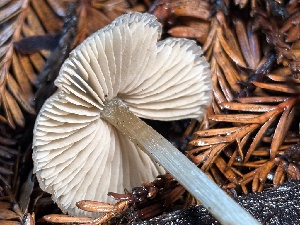  ( - FDS-CA-08139)  @11 [ ] by-nc (2024) Damon Tighe Fungal Diversity Survey