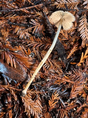  ( - FDS-CA-08139)  @11 [ ] by-nc (2024) Damon Tighe Fungal Diversity Survey