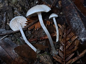  ( - FDS-CA-08143)  @11 [ ] by-nc (2024) Damon Tighe Fungal Diversity Survey