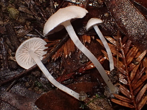  (Entoloma sp. CA72 - FDS-CA-08143)  @11 [ ] by-nc (2024) Damon Tighe Fungal Diversity Survey
