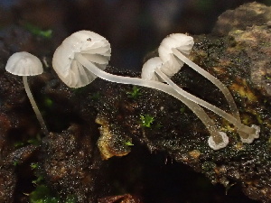  ( - FDS-CA-08147)  @11 [ ] by-nc (2024) Damon Tighe Fungal Diversity Survey