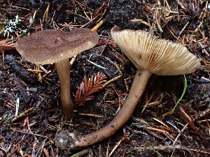  (Lactarius fallax - FDS-CA-07122)  @11 [ ] by (2024) Mandy Hackney Fungal Diversity Survey