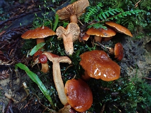  ( - FDS-CA-07102)  @11 [ ] by (2024) Mandy Hackney Fungal Diversity Survey
