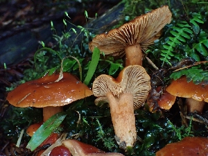  ( - FDS-CA-07102)  @11 [ ] by (2024) Mandy Hackney Fungal Diversity Survey