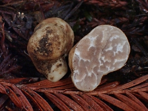  (Tuber oregonense - FDS-CA-07124)  @11 [ ] by (2024) Mandy Hackney Fungal Diversity Survey
