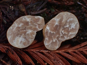  ( - FDS-CA-07124)  @11 [ ] by (2024) Mandy Hackney Fungal Diversity Survey