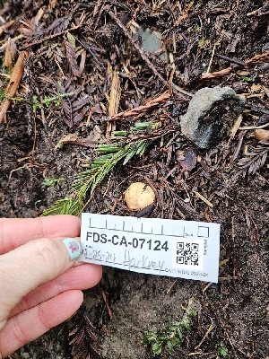  ( - FDS-CA-07124)  @11 [ ] by (2024) Mandy Hackney Fungal Diversity Survey