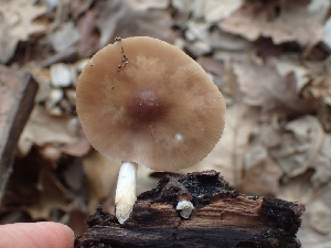  ( - FDS-CA-02581)  @11 [ ] by-nc (2024) Sadie Hickey Fungal Diversity Survey