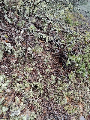  ( - FDS-CA-07703)  @11 [ ] by-nc (2024) Sadie Hickey Fungal Diversity Survey