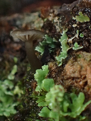  ( - FDS-CA-07703)  @11 [ ] by-nc (2024) Sadie Hickey Fungal Diversity Survey