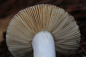  ( - FDS-CA-07563)  @11 [ ] c (2024) Marinna Grijalva Fungal Diversity Survey