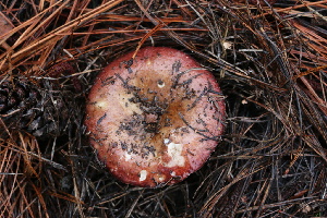  (Russula sp. CA27 - FDS-CA-07563)  @11 [ ] c (2024) Marinna Grijalva Fungal Diversity Survey