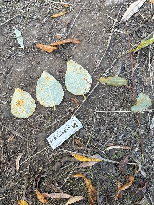  ( - FDS-CA-06668)  @11 [ ] by (2024) Justin Paulin Fungal Diversity Survey