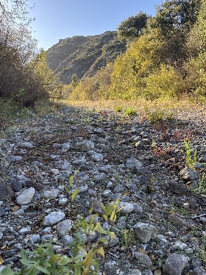  ( - FDS-CA-06669)  @11 [ ] by (2024) Justin Paulin Fungal Diversity Survey