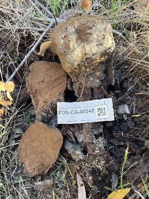  ( - FDS-CA-08542)  @11 [ ] by-nc (2024) Dean Lyons Fungal Diversity Survey