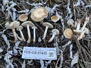  ( - FDS-CA-07425)  @11 [ ] by-nc (2024) Dean Lyons Fungal Diversity Survey