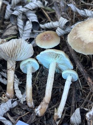  ( - FDS-CA-07425)  @11 [ ] by-nc (2024) Dean Lyons Fungal Diversity Survey