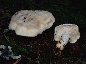  ( - FDS-CA-07127)  @11 [ ] by (2024) Mandy Hackney Fungal Diversity Survey