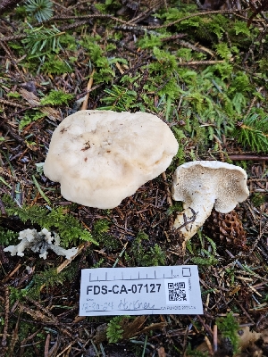  ( - FDS-CA-07127)  @11 [ ] by (2024) Mandy Hackney Fungal Diversity Survey