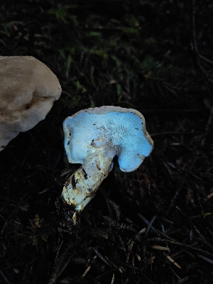  ( - FDS-CA-07127)  @11 [ ] by (2024) Mandy Hackney Fungal Diversity Survey