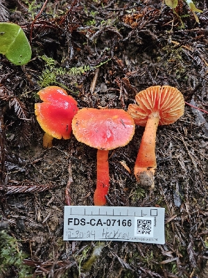  ( - FDS-CA-07166)  @11 [ ] by (2024) Mandy Hackney Fungal Diversity Survey