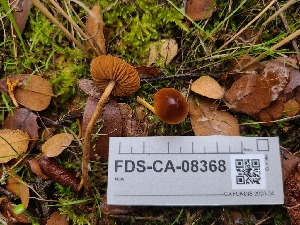  (Pholiotina sp. CA03 - FDS-CA-08368)  @11 [ ] by-nc (2024) Fresno Mycology Society Fungal Diversity Survey