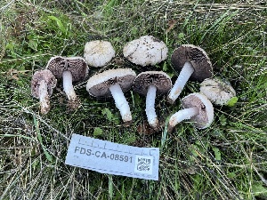  ( - FDS-CA-08591)  @11 [ ] by-nc (2024) Dean Lyons Fungal Diversity Survey