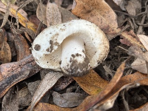  ( - FDS-CA-08490)  @11 [ ] by-nc (2024) Dean Lyons Fungal Diversity Survey
