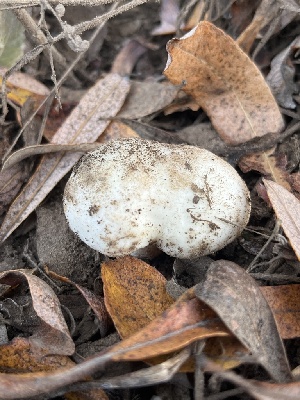  ( - FDS-CA-08490)  @11 [ ] by-nc (2024) Dean Lyons Fungal Diversity Survey