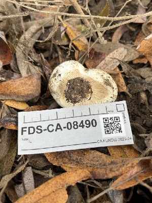  ( - FDS-CA-08490)  @11 [ ] by-nc (2024) Dean Lyons Fungal Diversity Survey