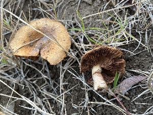  (Mallocybe sp. CA02 - FDS-CA-08497)  @11 [ ] by-nc (2024) Dean Lyons Fungal Diversity Survey
