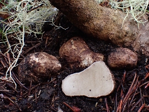  ( - FDS-CA-07163)  @11 [ ] by (2024) Mandy Hackney Fungal Diversity Survey