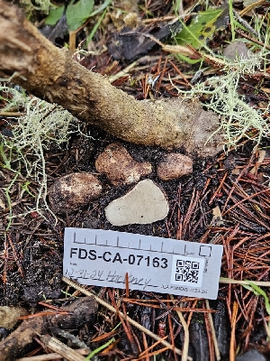  (Rhizopogon subbadius - FDS-CA-07163)  @11 [ ] by (2024) Mandy Hackney Fungal Diversity Survey