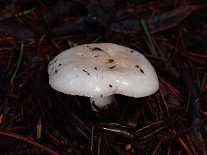  ( - FDS-CA-07162)  @11 [ ] by (2024) Mandy Hackney Fungal Diversity Survey
