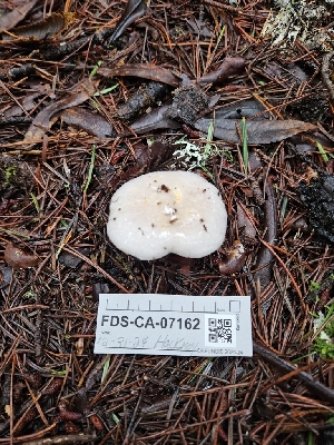  ( - FDS-CA-07162)  @11 [ ] by (2024) Mandy Hackney Fungal Diversity Survey