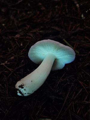  ( - FDS-CA-07162)  @11 [ ] by (2024) Mandy Hackney Fungal Diversity Survey